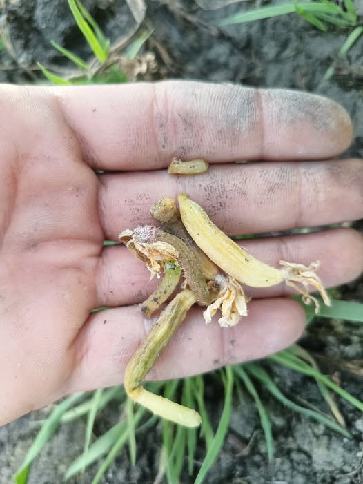 ما سبب هذه الظاهره بهذا الشكل وما العلاج